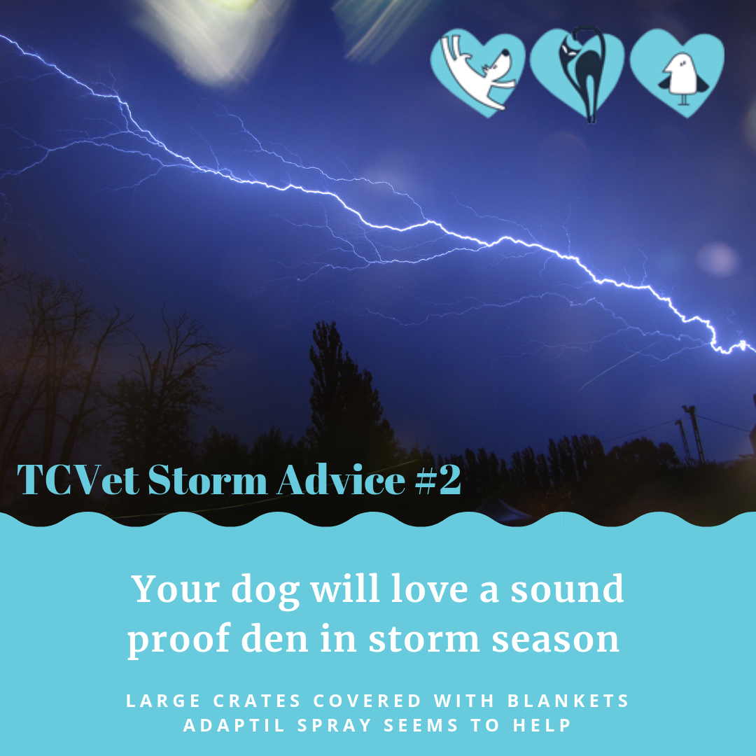 storm-advice-tweed-coast-vet