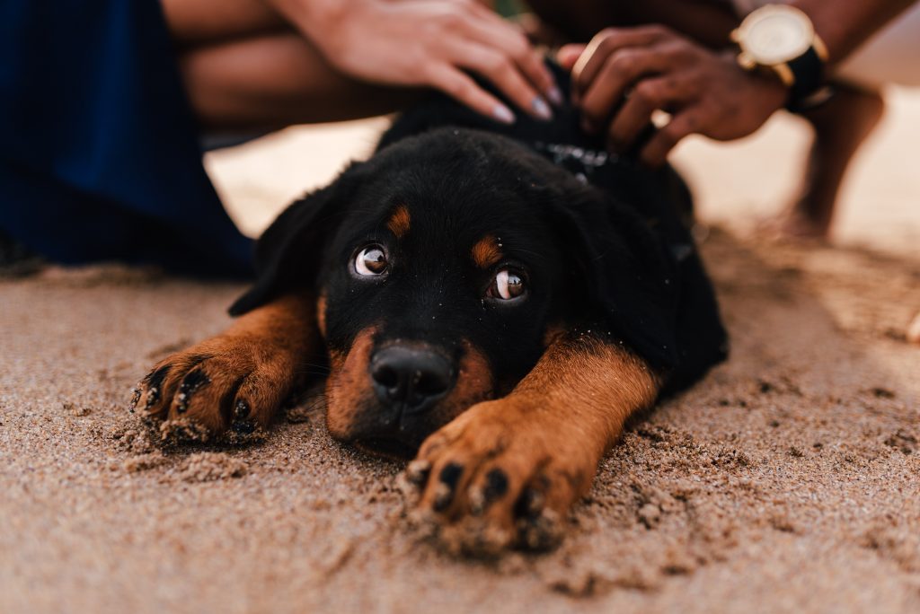 can dogs die from tick paralysis