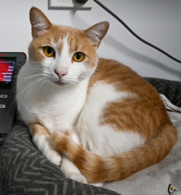 Sparky, the clinic cat