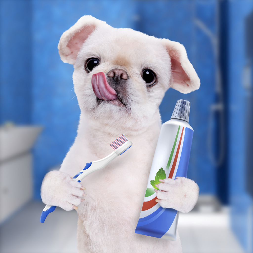 Can u brush a dog's teeth with regular toothpaste hotsell