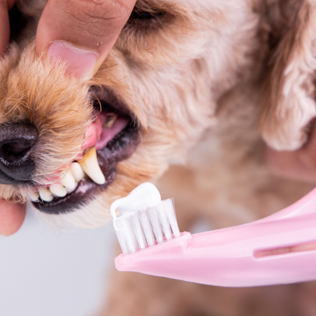 Brush dog teeth with human toothpaste hotsell